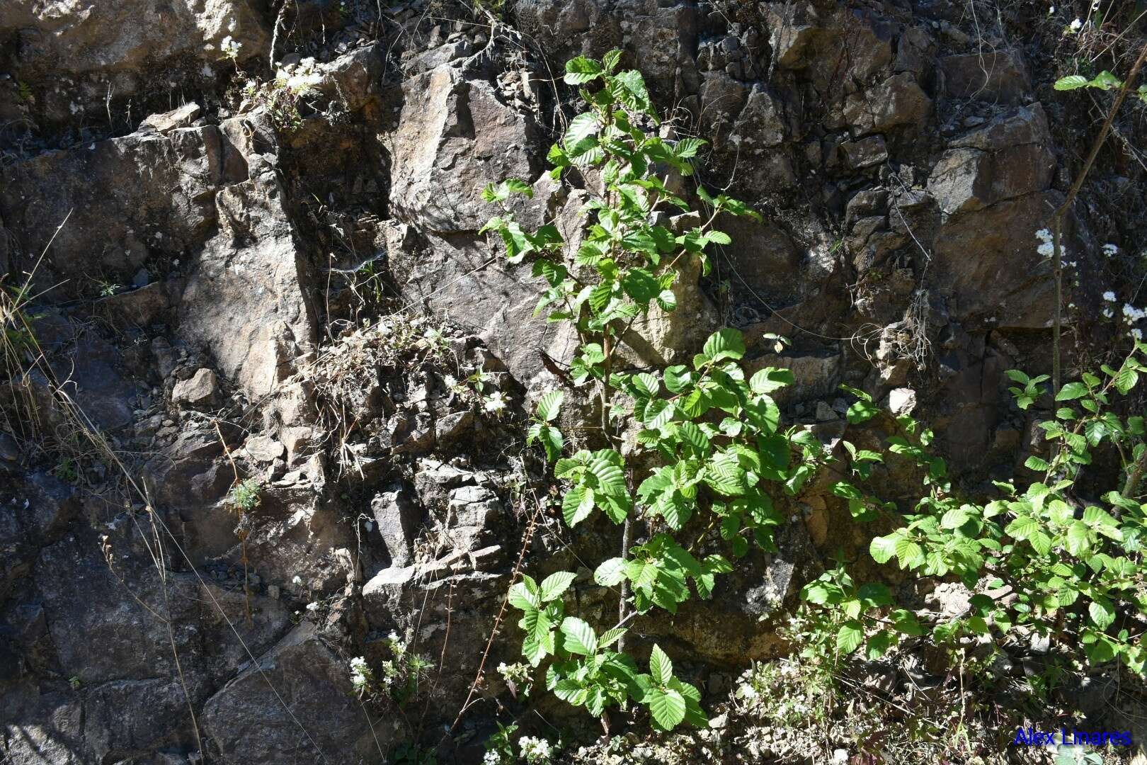 Image de Alnus oblongifolia Torr.