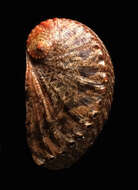 Image of Haliotis tuberculata tuberculata