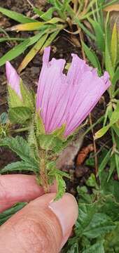 Image of Malope malacoides L.