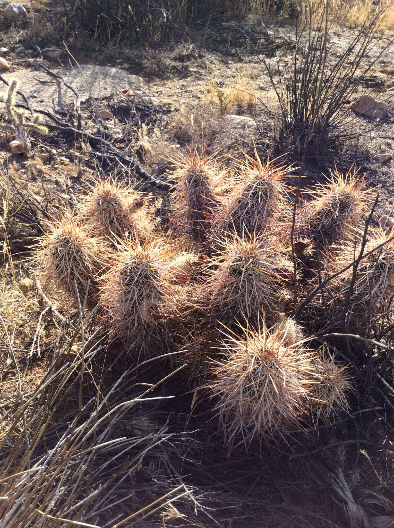 Image of Engelmann's hedgehog cactus