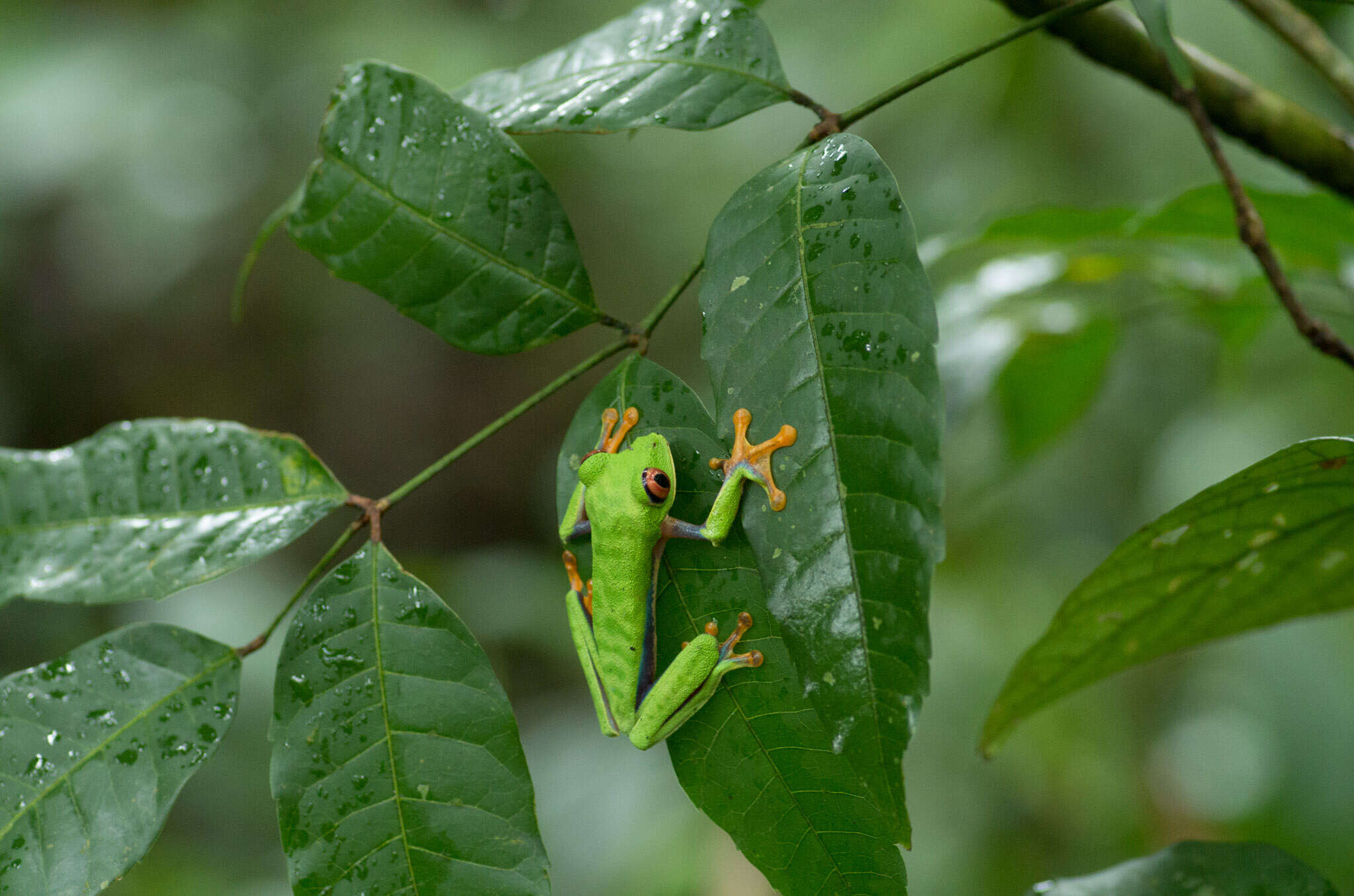 Image of Misfit Leaf Frog