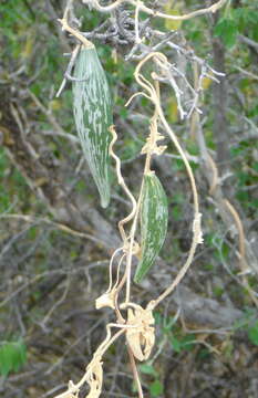 صورة Polystemma cordifolium (A. Gray) Mc Donnell & Fishbein