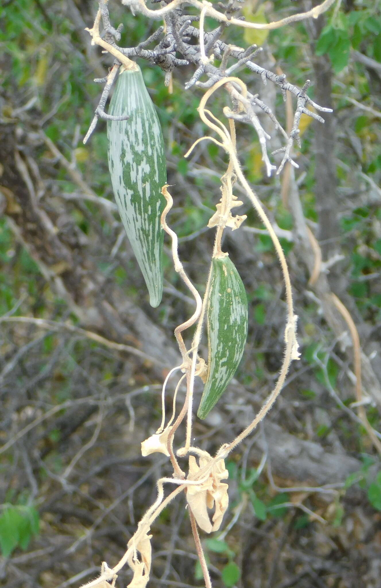 Image of Sonoran milkvine