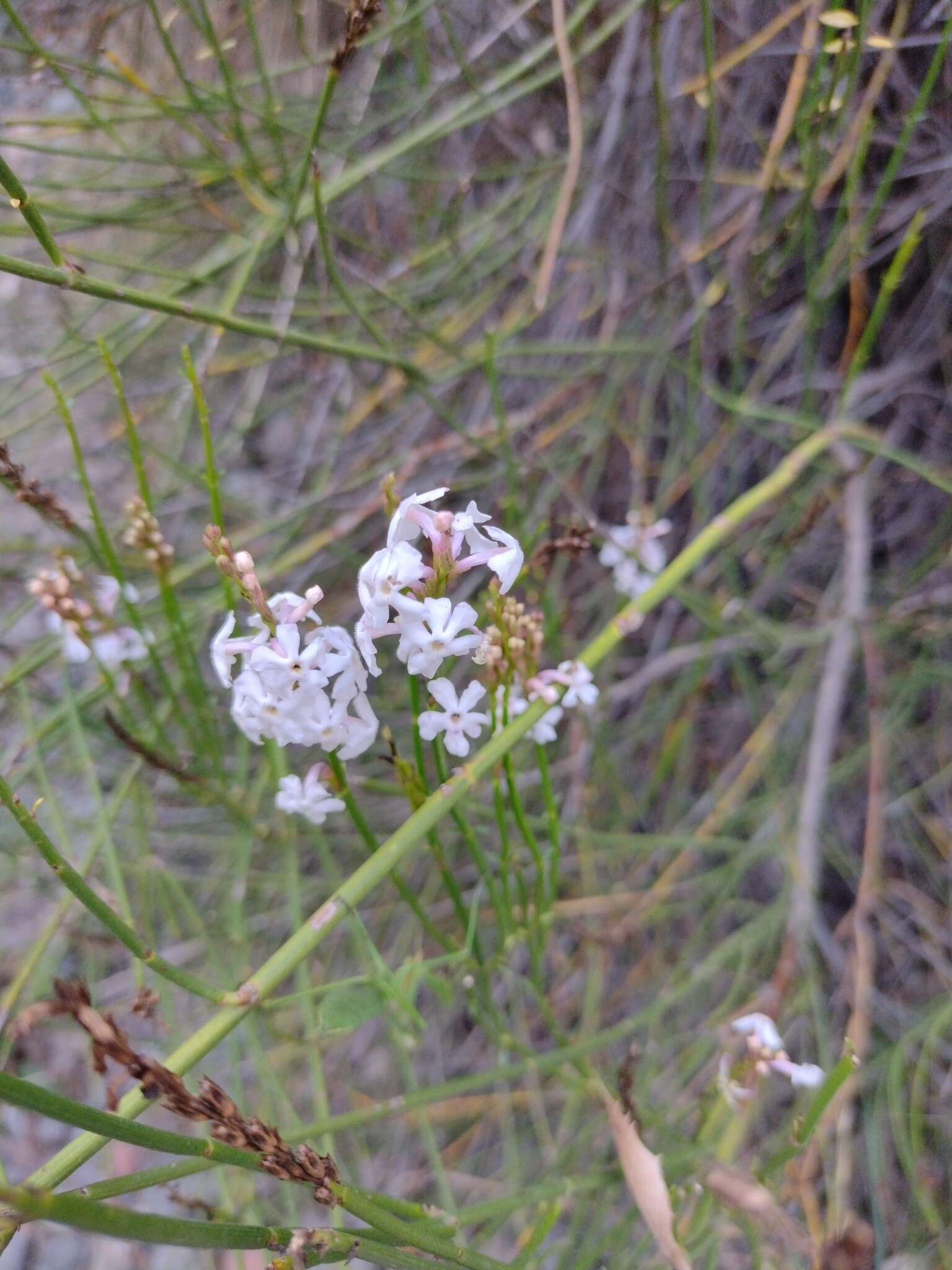 Image of Mulguraea scoparia (Gillies & Hook.) N. O'Leary & P. Peralta