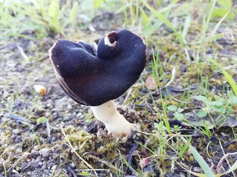 Helvella monachella (Scop.) Fr. 1822 resmi