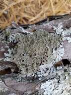 Image of shield lichen