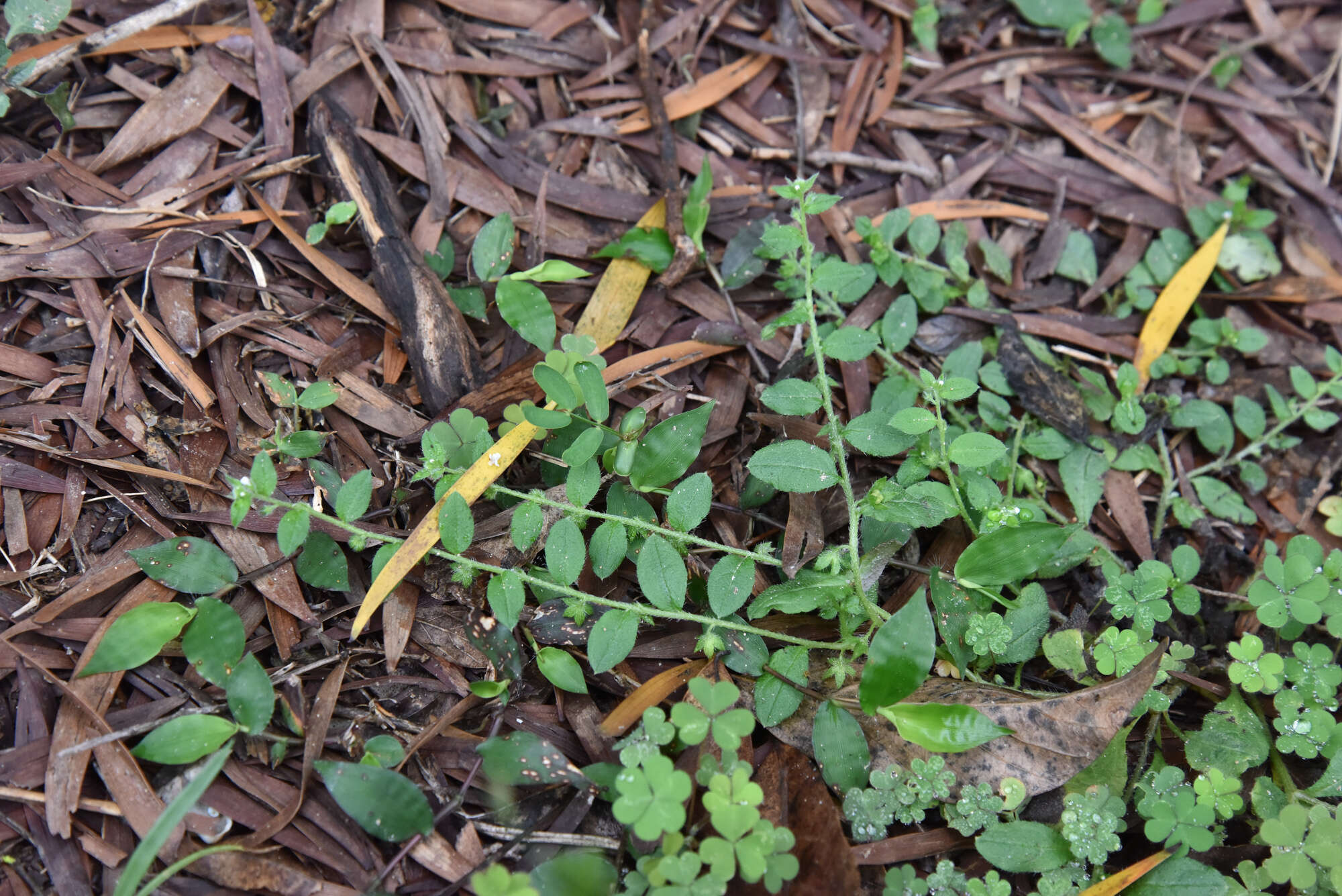 Plancia ëd Bothriospermum zeylanicum (J. Jacquin) Druce