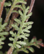 Image of sticky phacelia