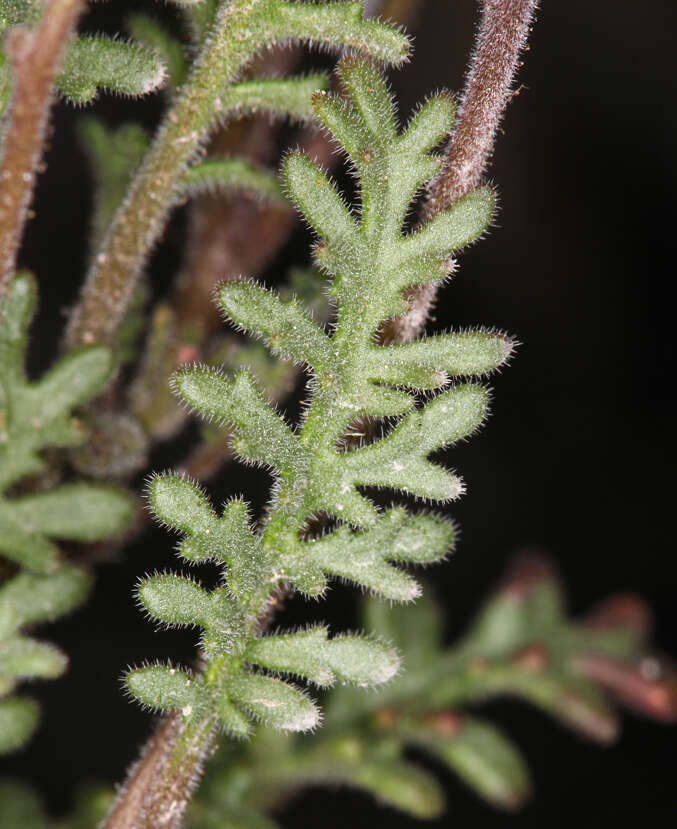 Image of sticky phacelia