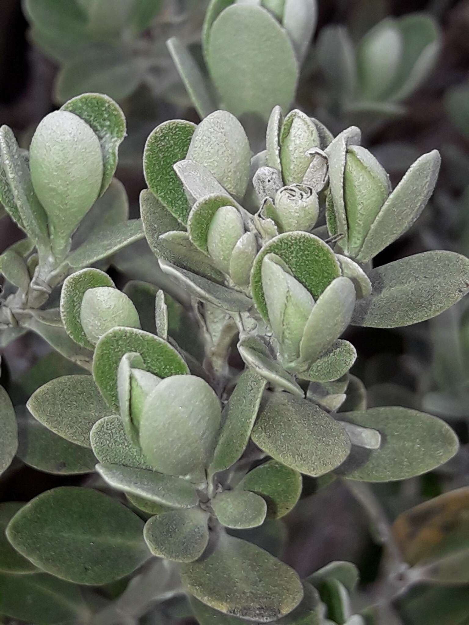 Olearia moschata Hook. fil. resmi