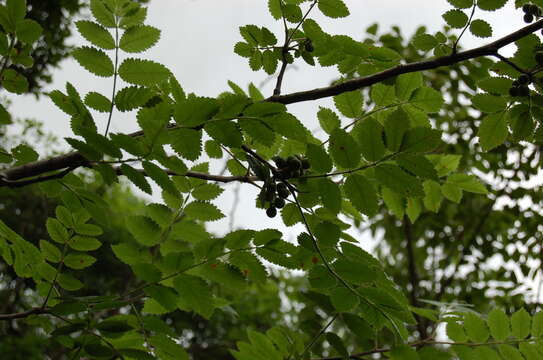 Image of Bursera tomentosa (Jacq.) Triana & Planch.