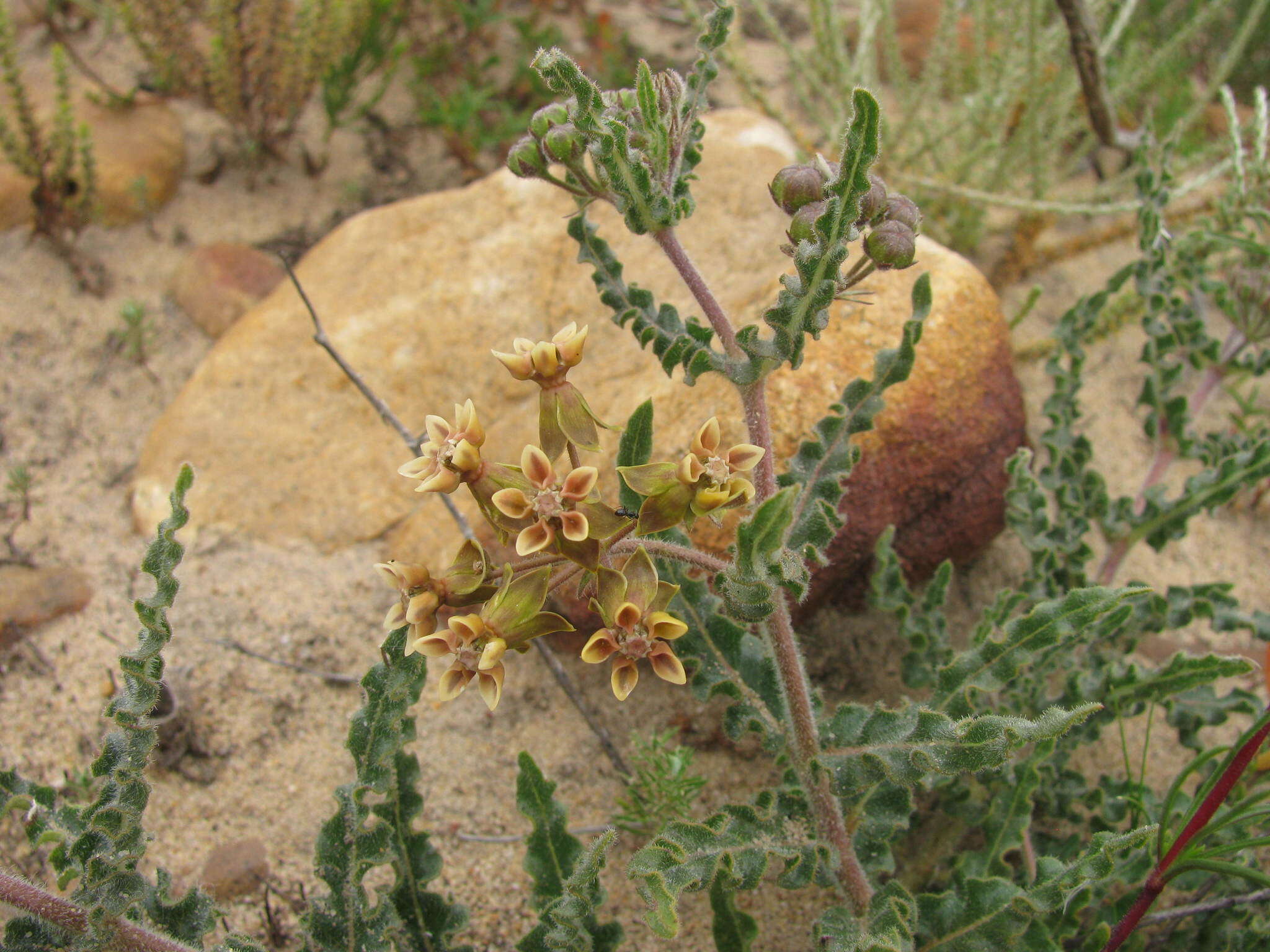 <i>Asclepias <i>crispa</i></i> var. crispa的圖片