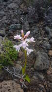 Image de Satyrium amoenum (Thouars) A. Rich.