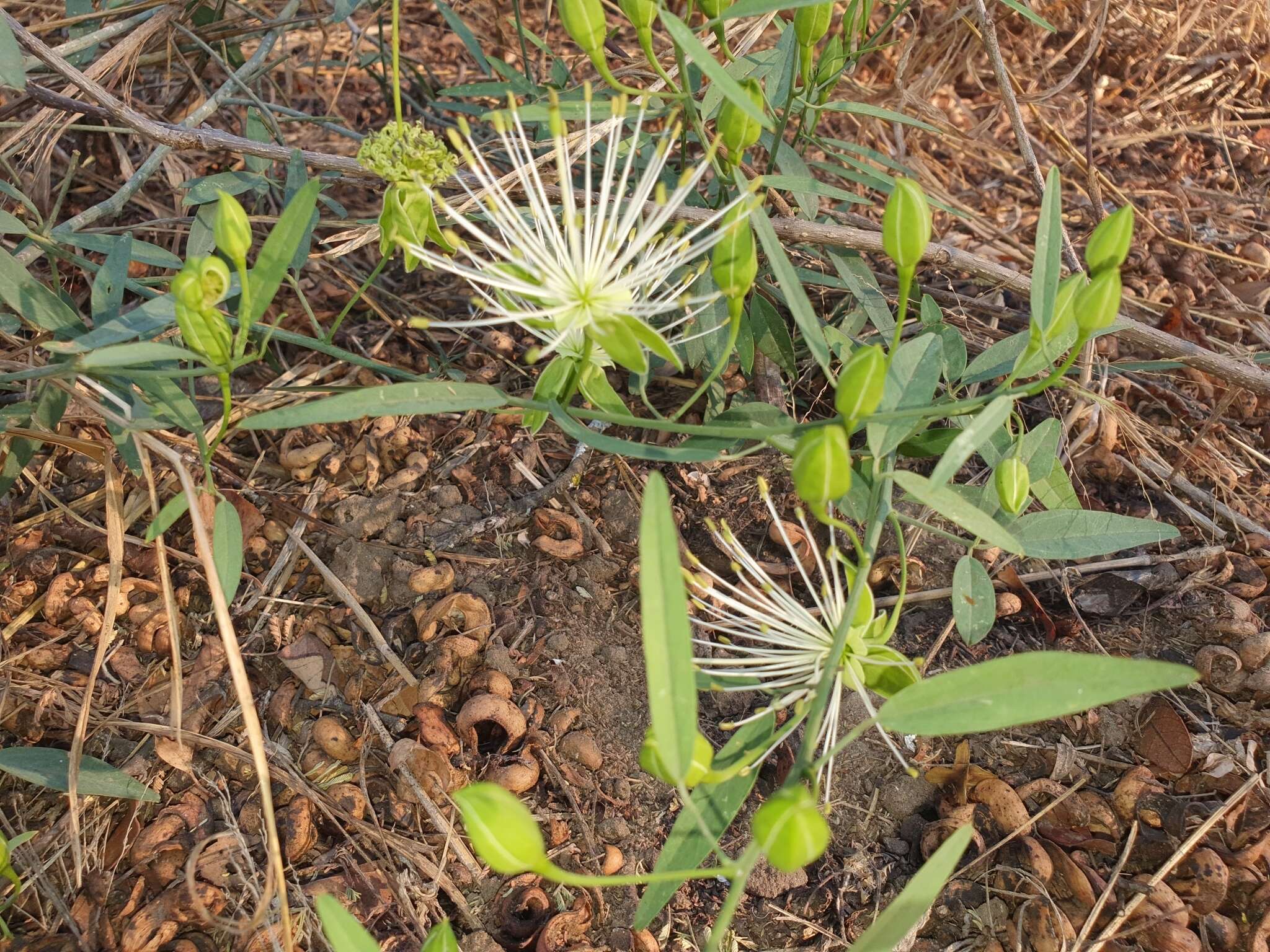 Image of Maerua juncea Pax