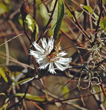 Image of Barnadesia odorata Griseb.