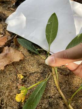 Image of Ludwigia peploides subsp. glabrescens (Kuntze) Raven