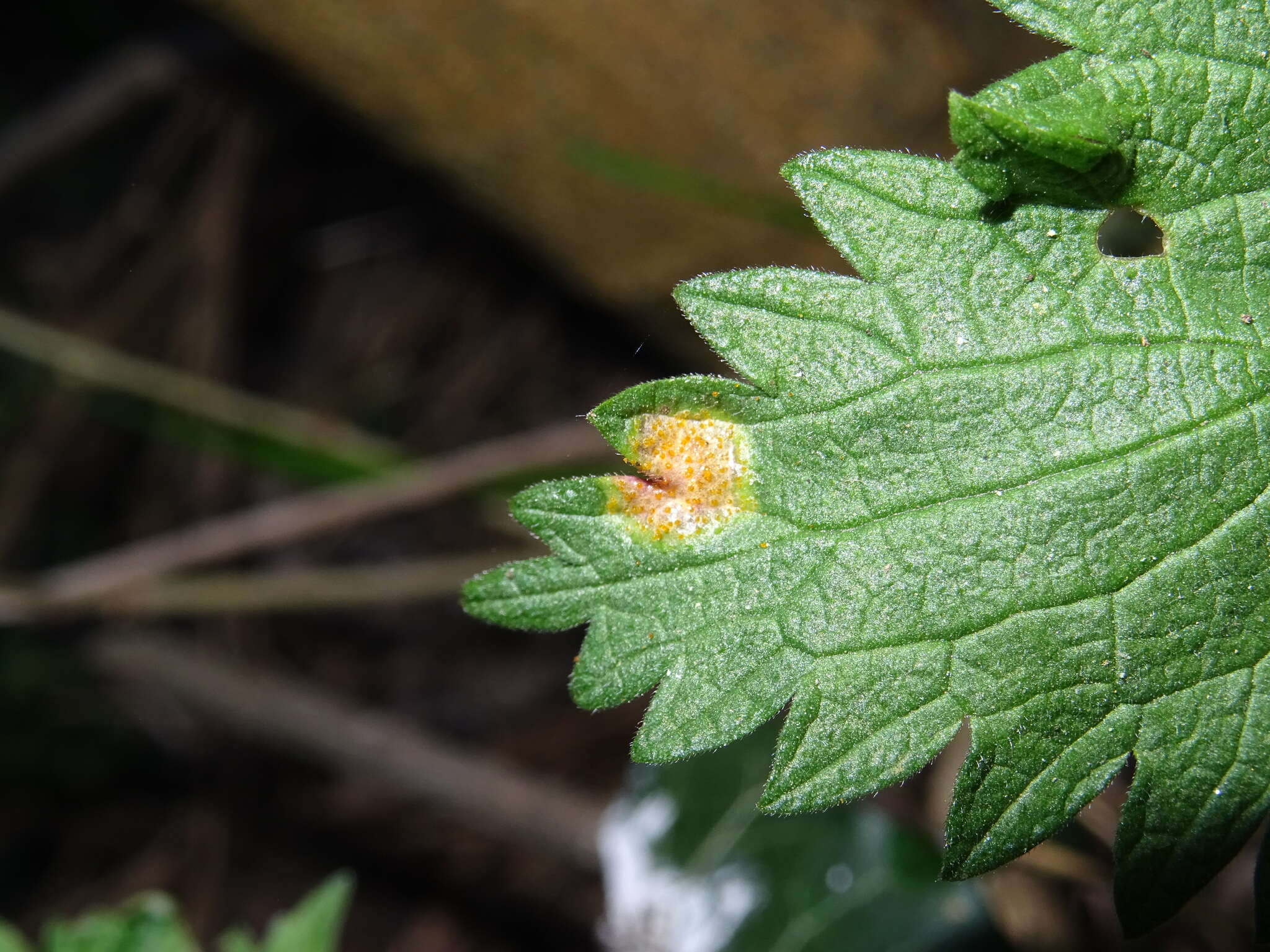 Image of nettle rust (fungus)