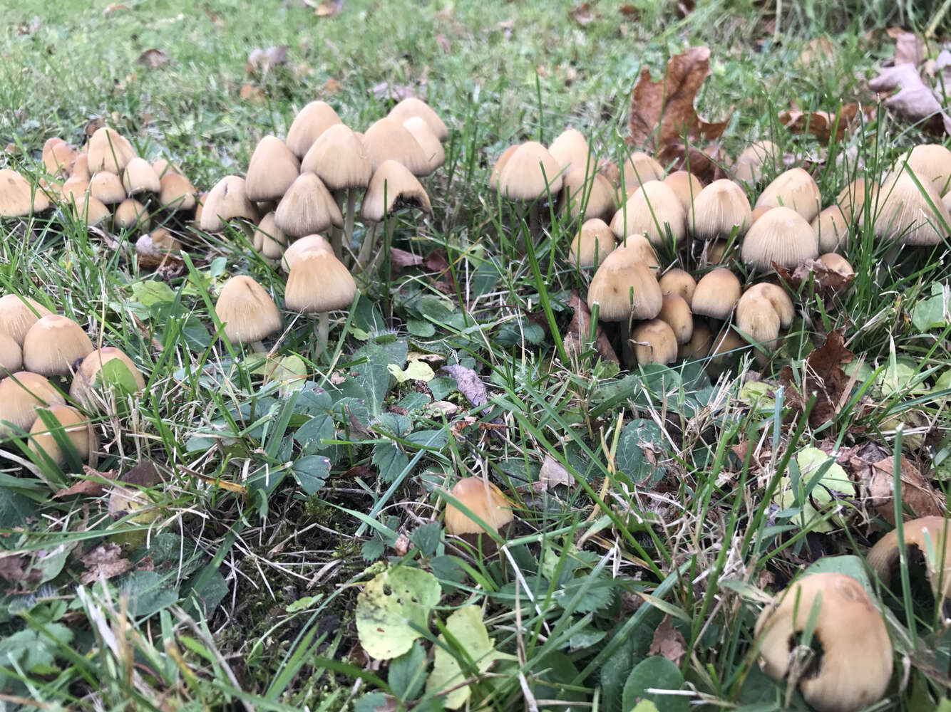 Image of Glistening Inky Cap