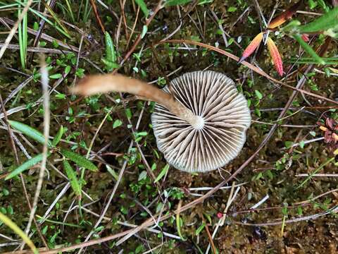 Image of Hypholoma elongatum (Pers.) Ricken 1915