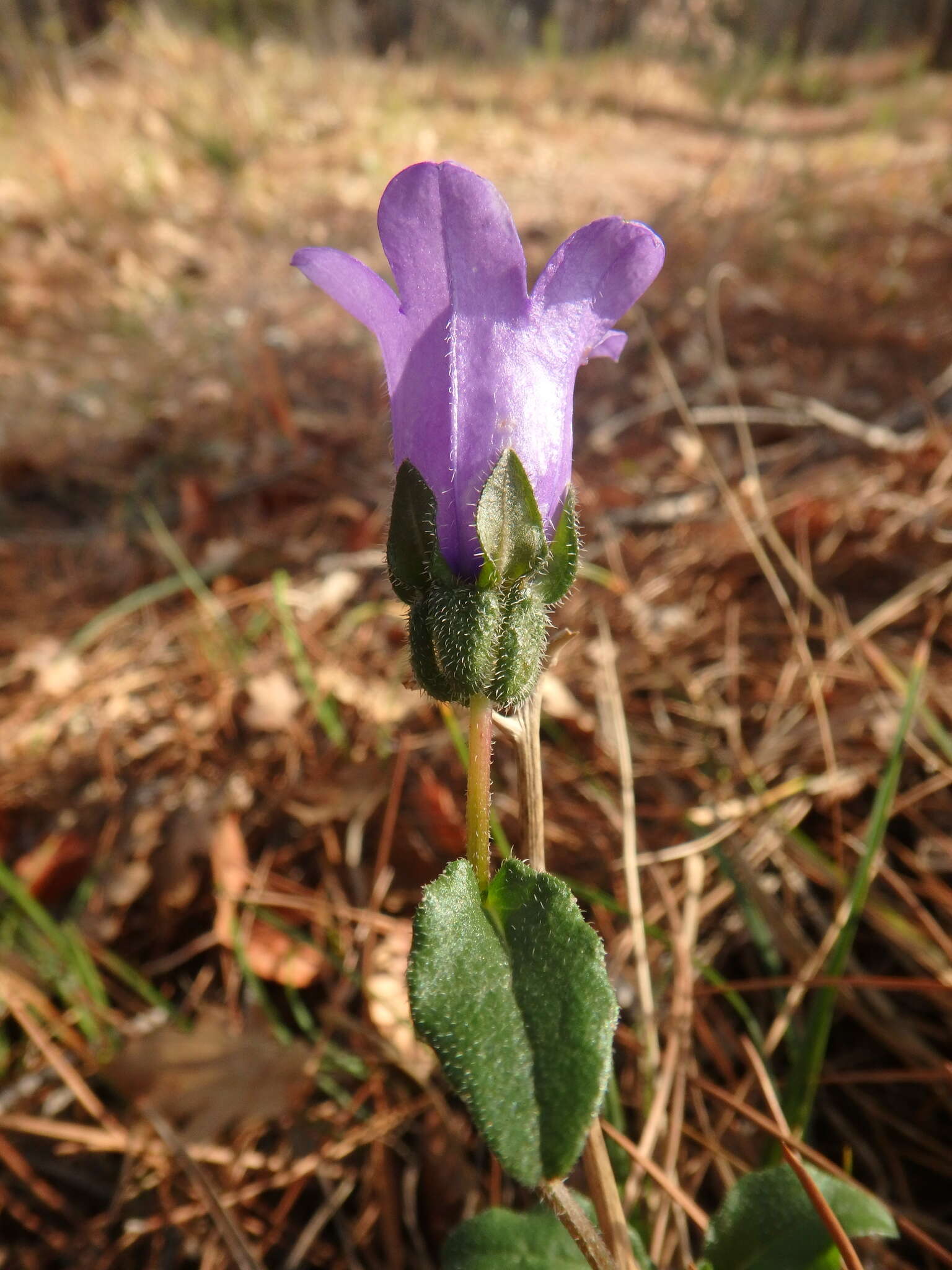 Image of Campanula komarovii Maleev