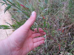 Imagem de Oenothera filiformis (Small) W. L. Wagner & Hoch