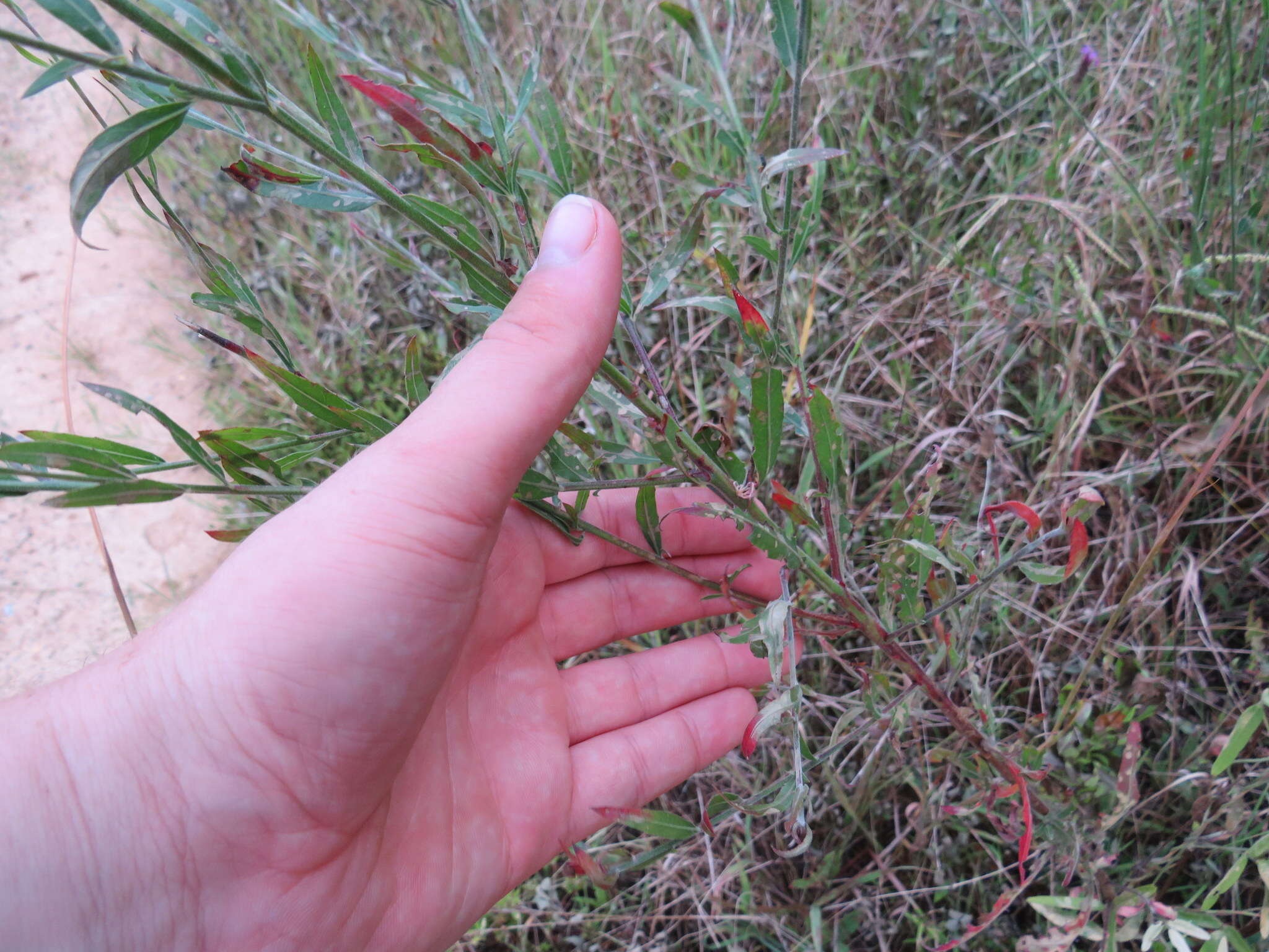 Image of longflower beeblossom