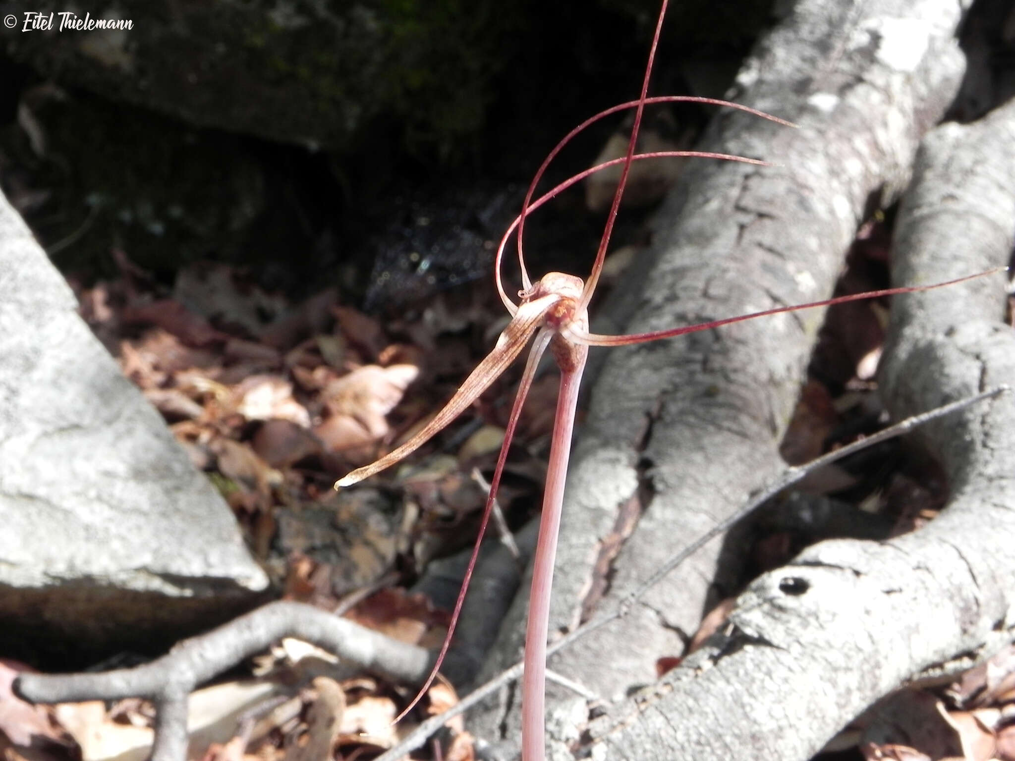 Image of Arachnitis uniflora Phil.