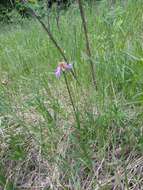 Penstemon procerus Dougl. ex Graham resmi