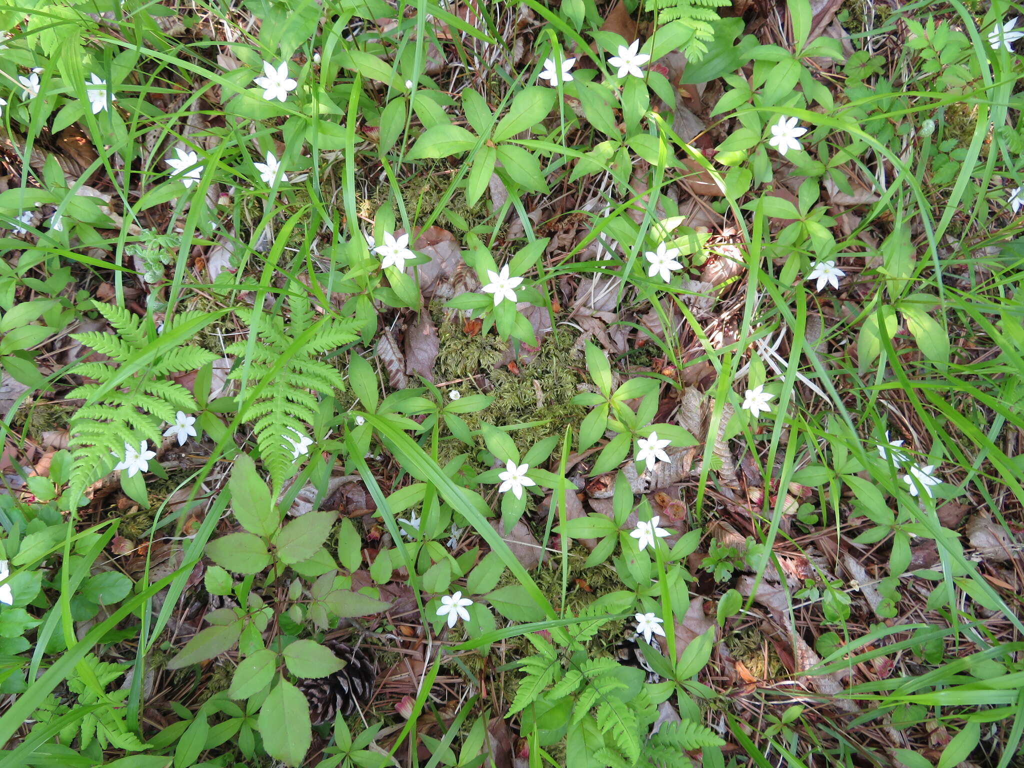 Image of Lysimachia europaea (L.) U. Manns & Anderb.