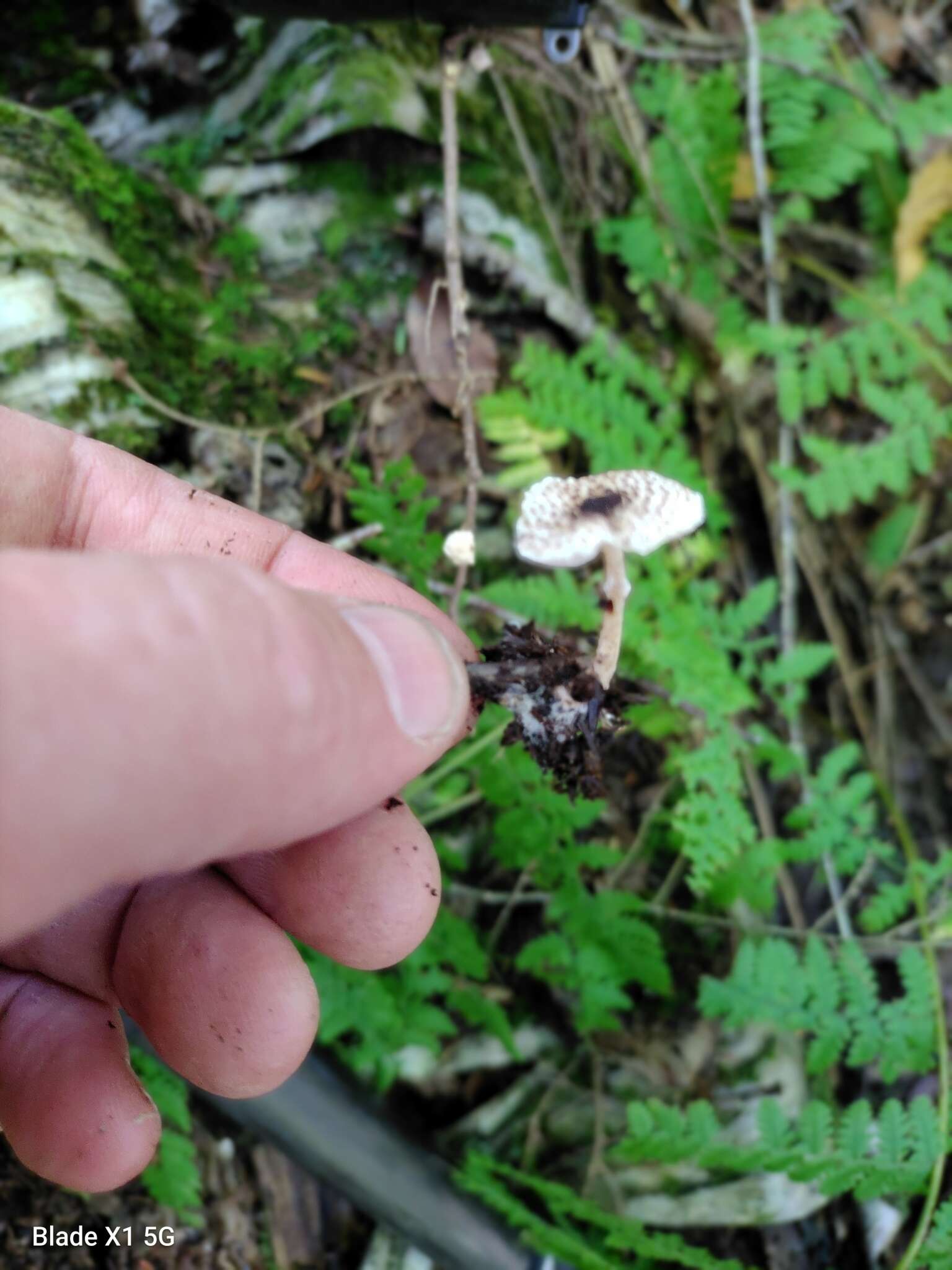 Слика од Lepiota felina (Pers.) P. Karst. 1879