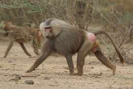 Image of hamadryas baboon