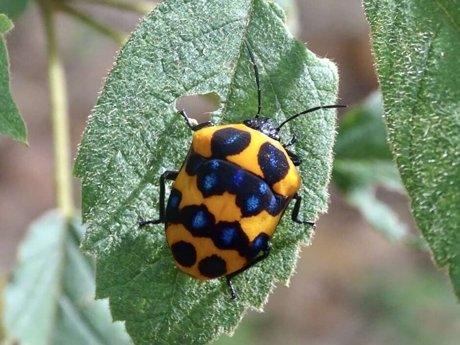 Image of <i>Poecilocoris druraei</i>