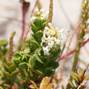 Слика од Stackhousia spathulata Sieber ex Spreng.