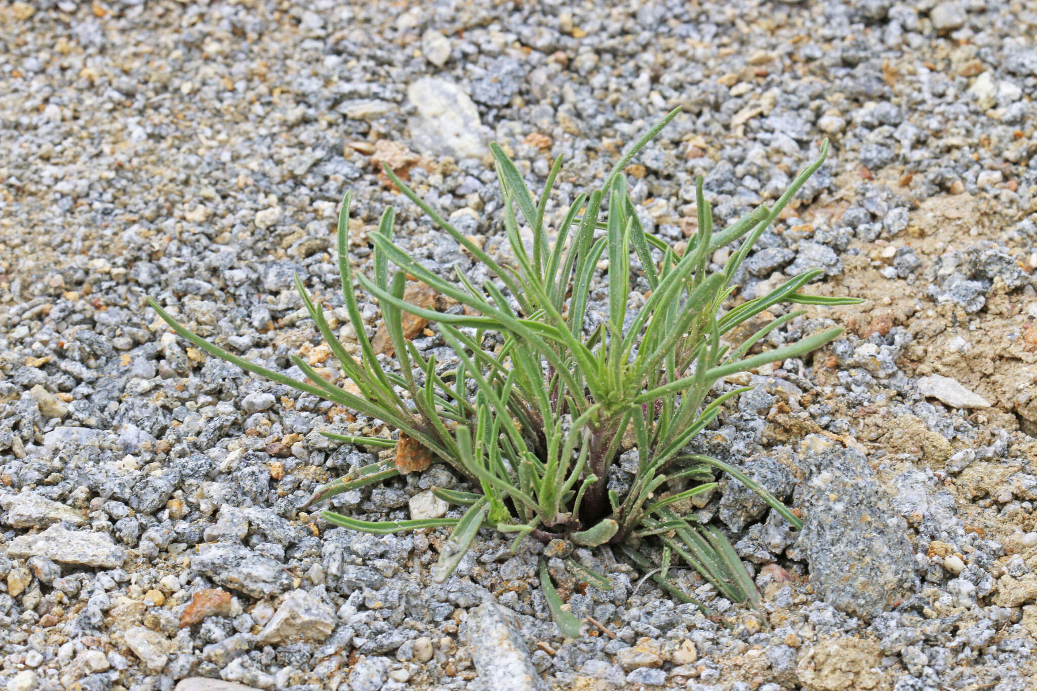 Image of Penland's beardtongue