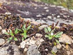 Plantago tasmanica Hook. fil. resmi