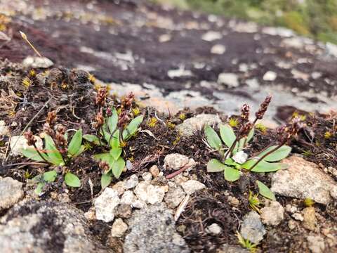 Image of Plantago tasmanica Hook. fil.