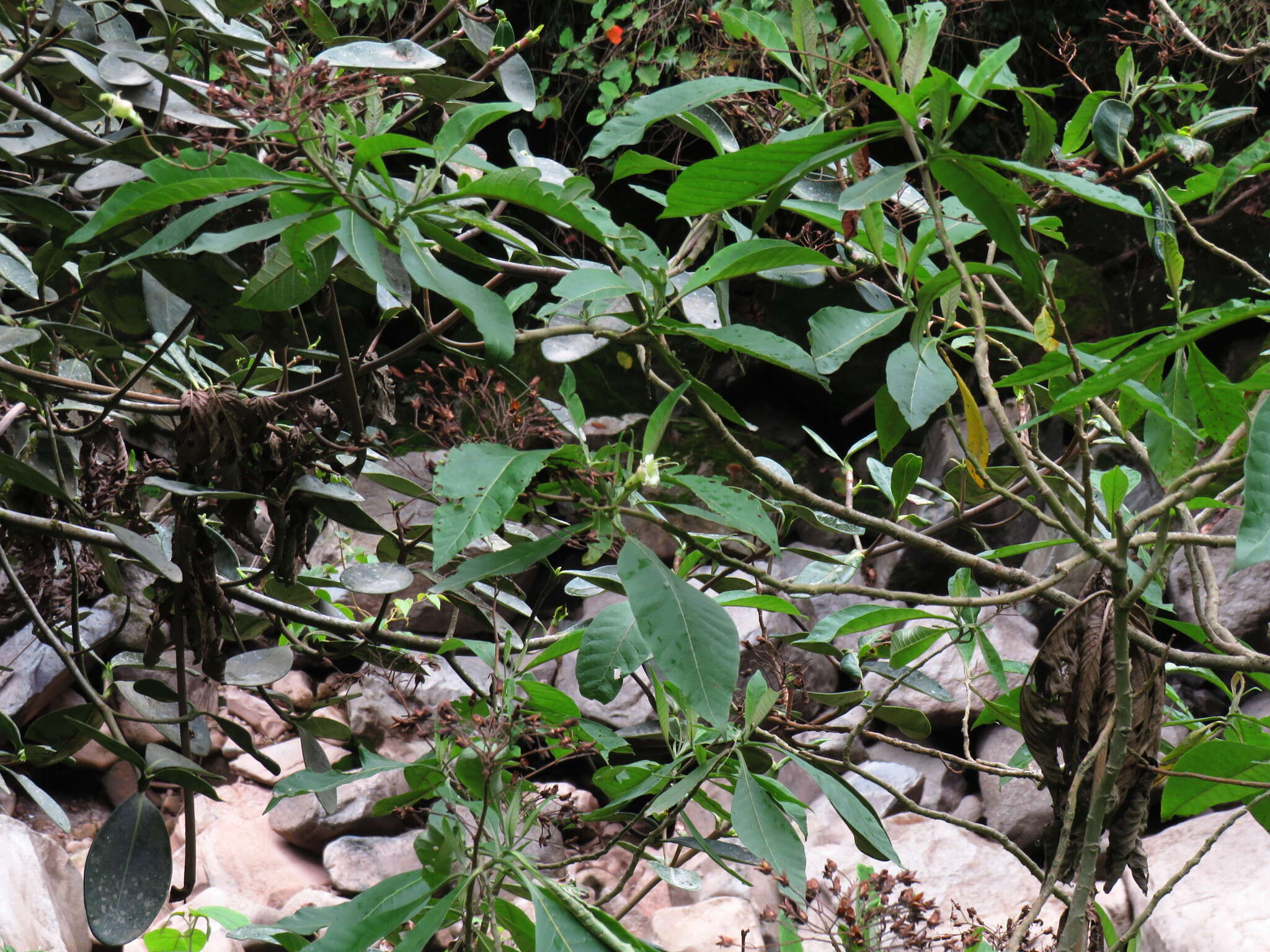 Image of tobacco