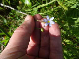 Image of strict blue-eyed grass