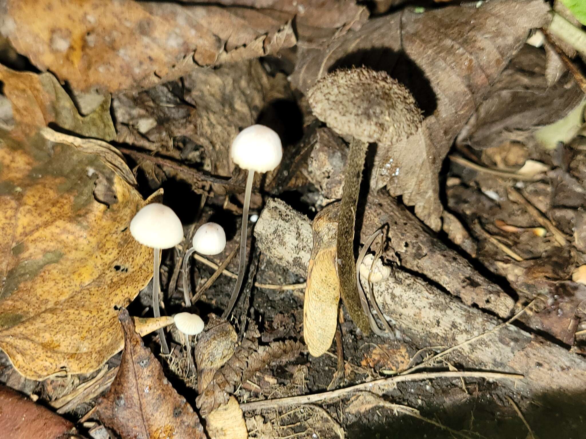 Image of Entoloma nodosporum (G. F. Atk.) Noordel. 1979