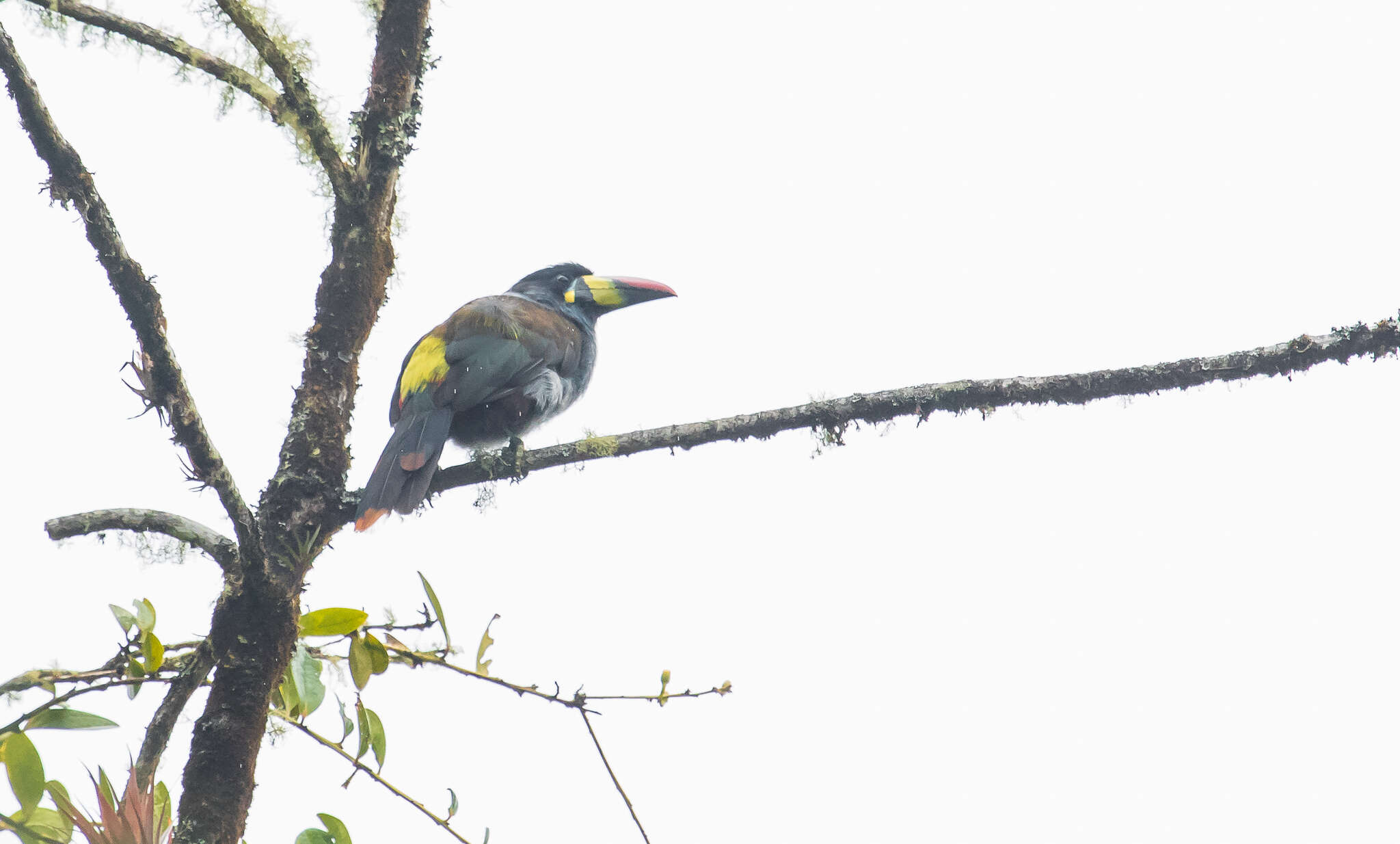 Image of Gray-breasted Mountain-toucan