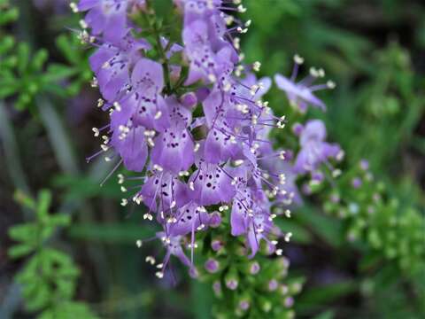 Imagem de Dicerandra densiflora Benth.