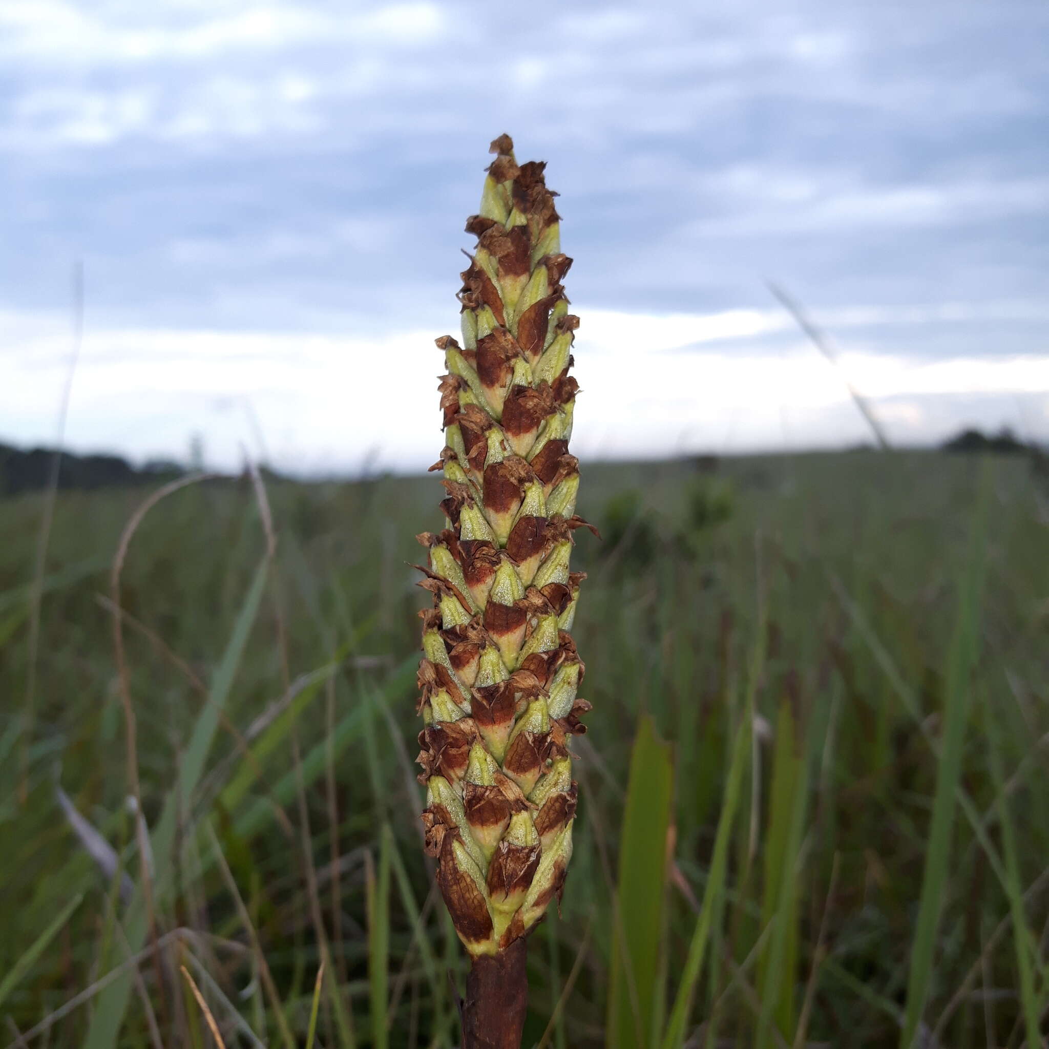 Image of Disa polygonoides Lindl.