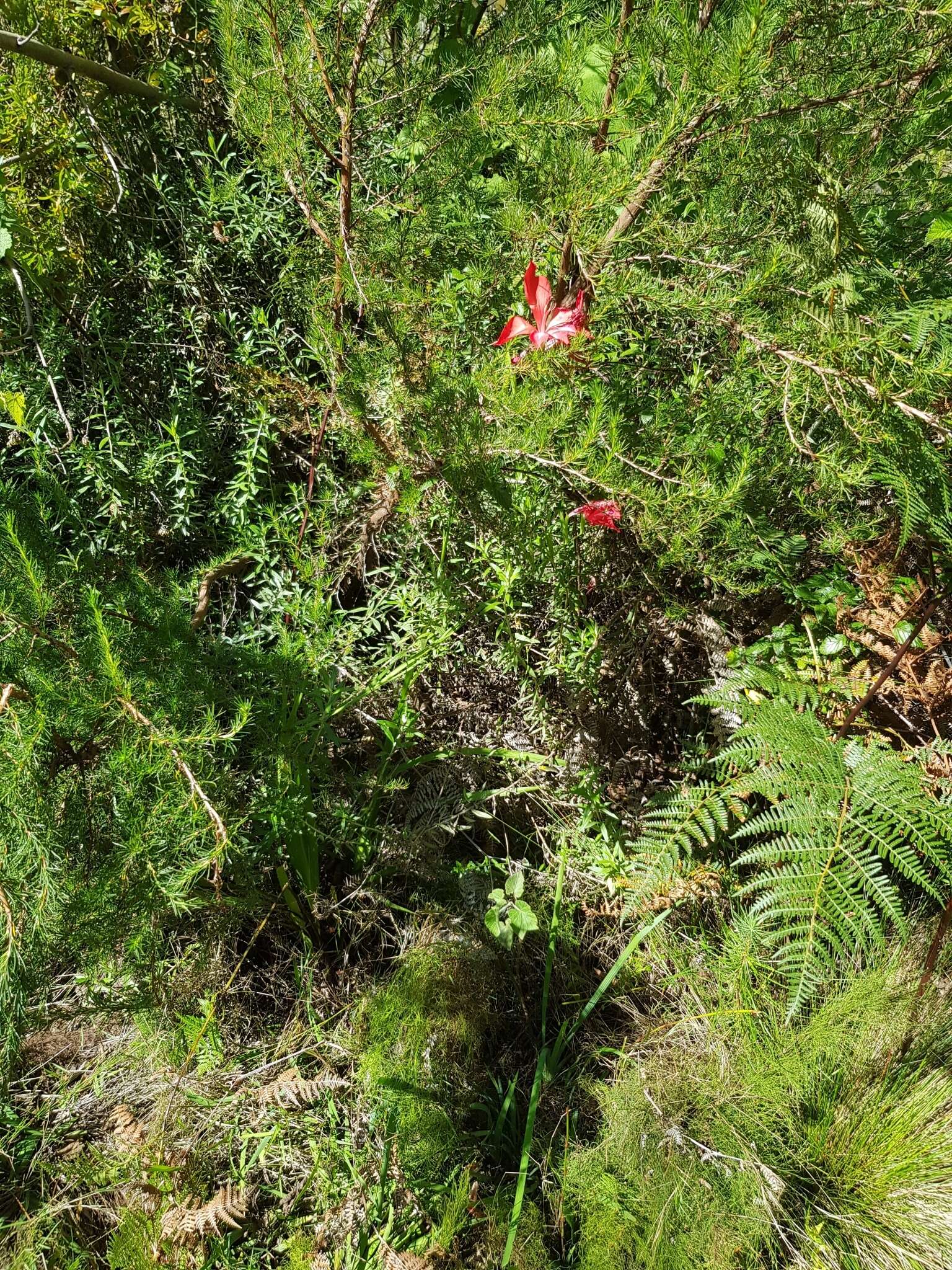 Image of Gladiolus sempervirens G. J. Lewis