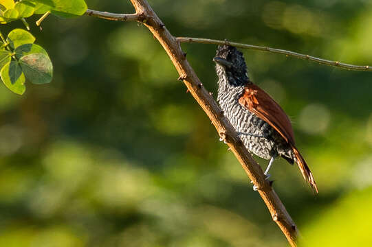 Image of Chestnut-backed Antshrike