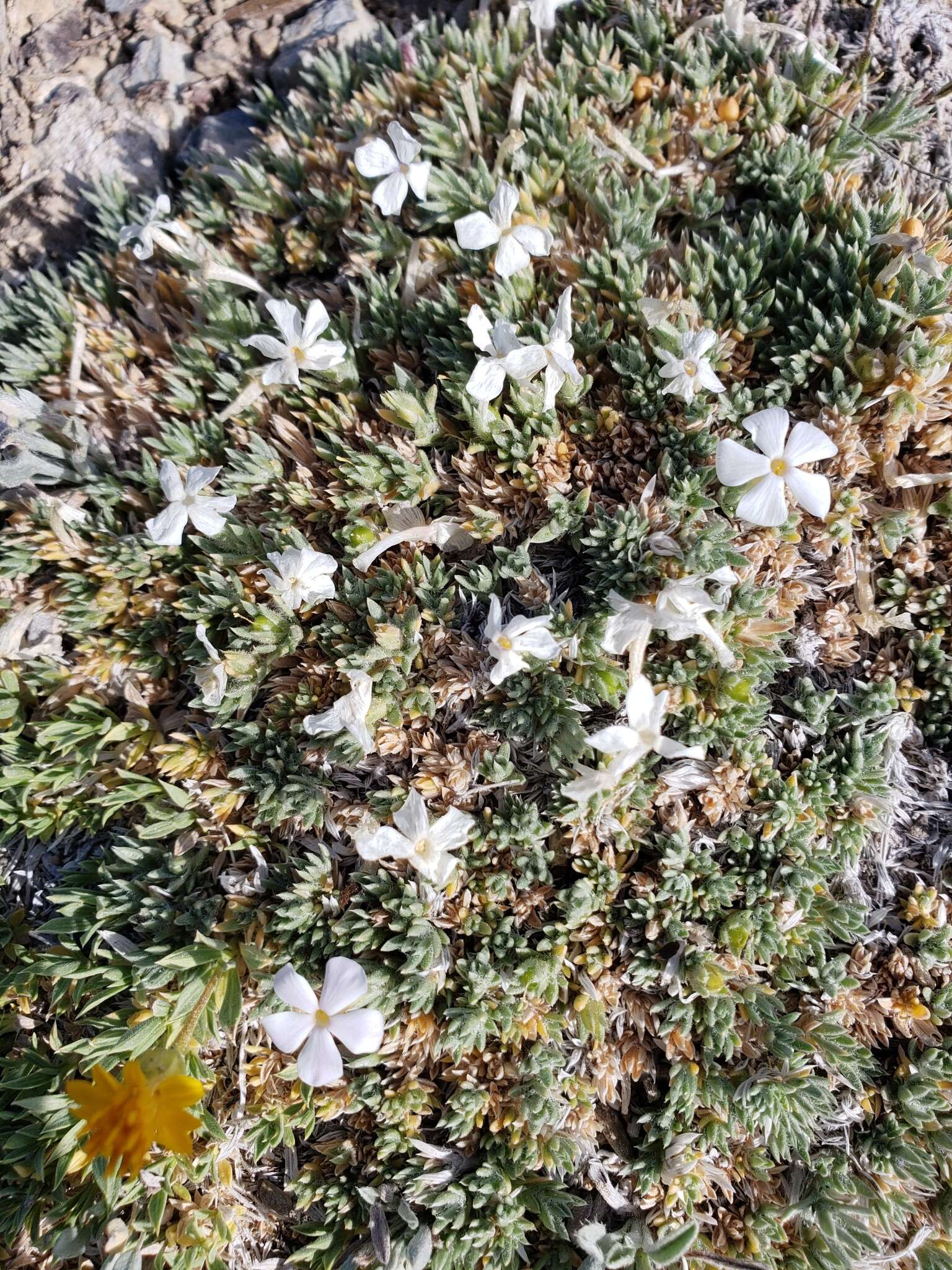 Image of dwarf phlox