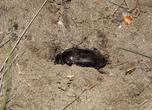 Nicrophorus (Nicrophorus) morio (Gebler 1817) resmi