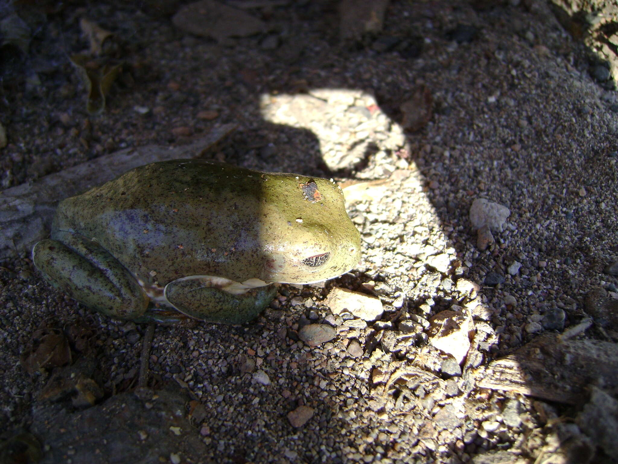 Image of Mexican leaf frog