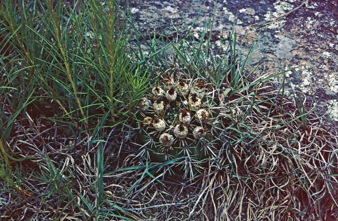 Image de Parodia mammulosa (Lem.) N. P. Taylor