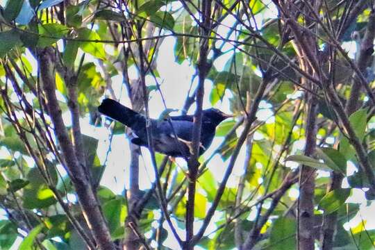 Image of Yellow-legged Thrush