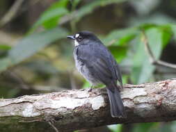 Imagem de Fraseria cinerascens Hartlaub 1857